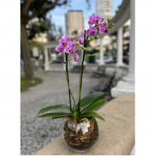P03- Mini Orquídea.
