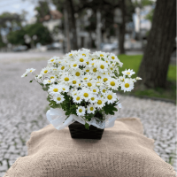 P06-Mini Margarida Natural