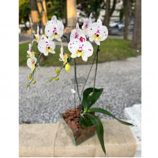 P09-Orquídea Vidro