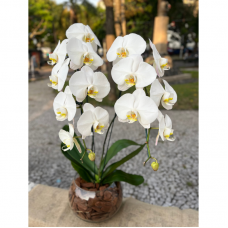 P12-Orquídea Branca.