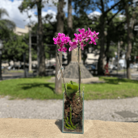 P13-Mini Orquídea Sonho Lindo