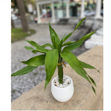 P24- Bambu da Sorte.