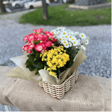 P27-Mix Begonea/Mini Kalanchoe/Mini Margarida