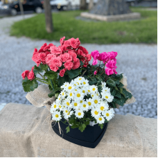 P28- Mini Begonea/Mini Margarida/Mini Ciclame
