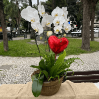P33-Orquídea Phalaenopsis com Planta
