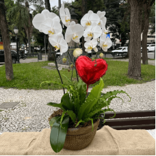 P33-Orquídea Phalaenopsis com Planta
