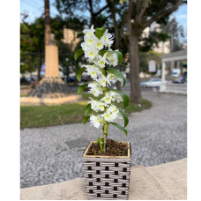 P65- Orquídea Olho de Boneca.