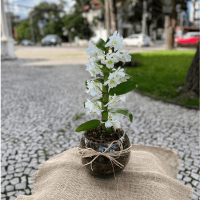 P66-Orquídea Olho de Boneca no Vidro.