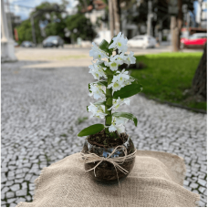 P66-Orquídea Olho de Boneca no Vidro.