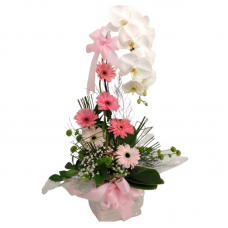P10-Orquídea Gala