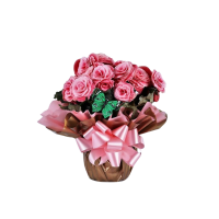 P11-Mini Begônia Alegre