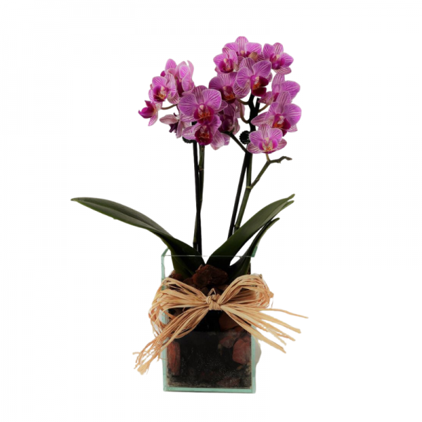 P13-Mini Orquídea Sonho Lindo