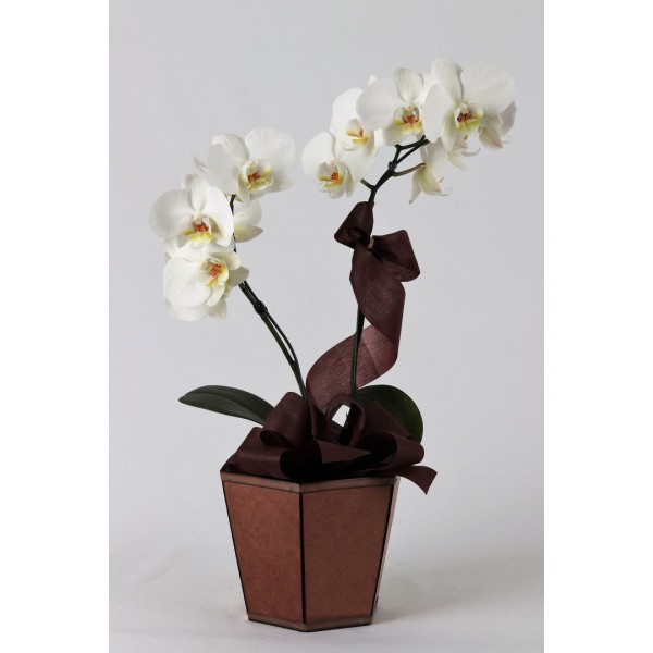 Orquídea Carinho