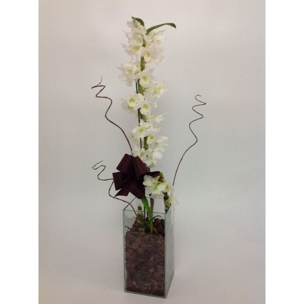 Orquídea Delicada