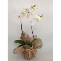 P05-Orquídea Phalaenopsis Sublime