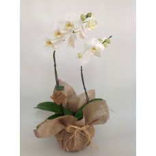 P05-Orquídea Phalaenopsis Sublime