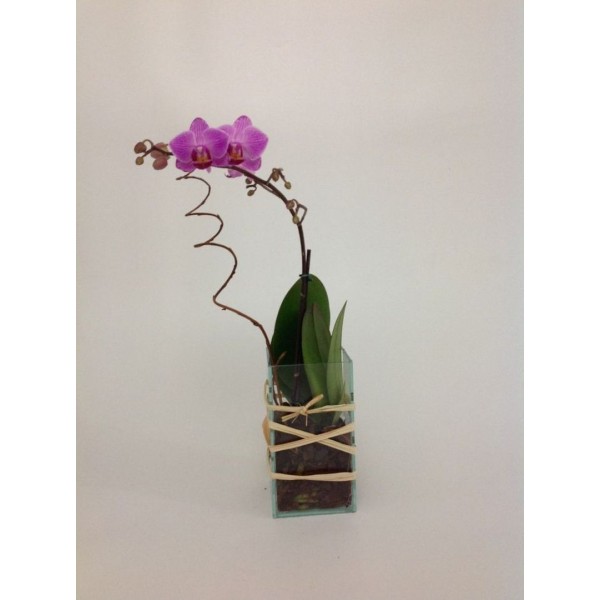 Mini Orquídea Elegante