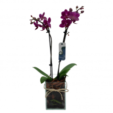 P03-Mini Orquídea Elegante